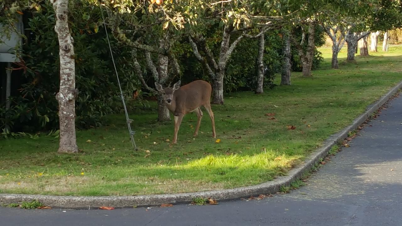 Winchester Bay Inn Reedsport Kamer foto